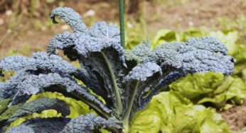 Pasta col cavolo nero, una ricetta molto particolare